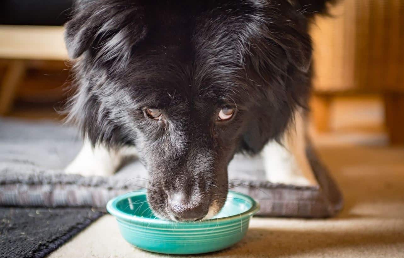 dogs eating chicken bones facts and fables