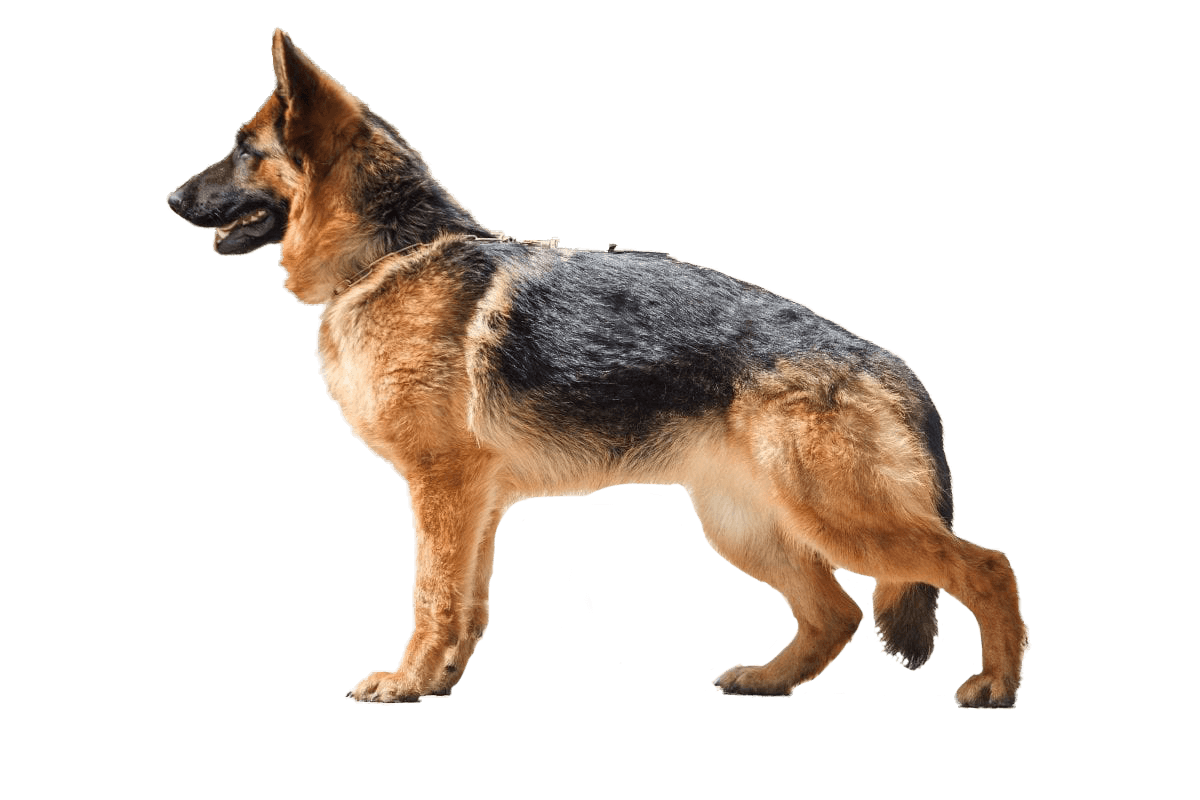 german-shepherd-prudent-pet-insurance