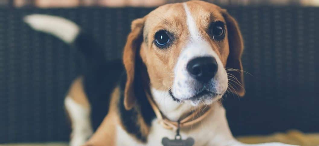 Breeds 101 Hound Dogs Prudent Pet Insurance