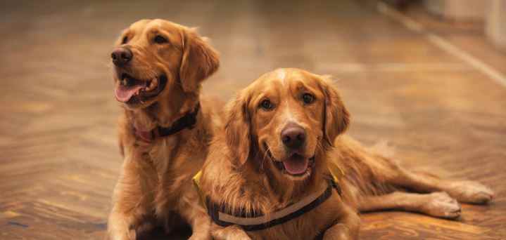 Golden Retriever Prudent Pet Insurance