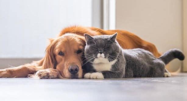 Top 10 Cat Breeds that Act like Dogs | Prudent Pet Insurance