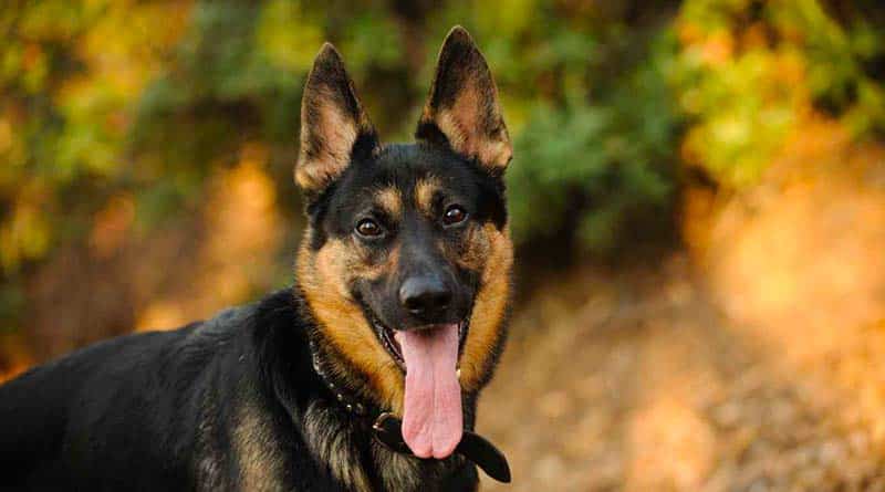 German Shepherd