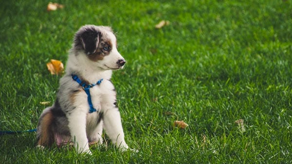 A young Australian Shepherd puppy sitting on green grass, wearing a blue harness, and looking to the side