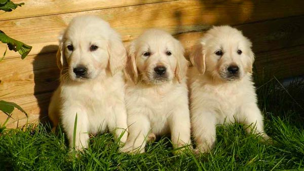 Three Golden Retriever puppies sitting on green grass in front of a wooden fence, facing the camera