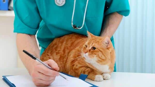 A veterinarian in green scrubs with a stethoscope around their neck writing on a clipboard while an orange tabby cat sits on the exam table